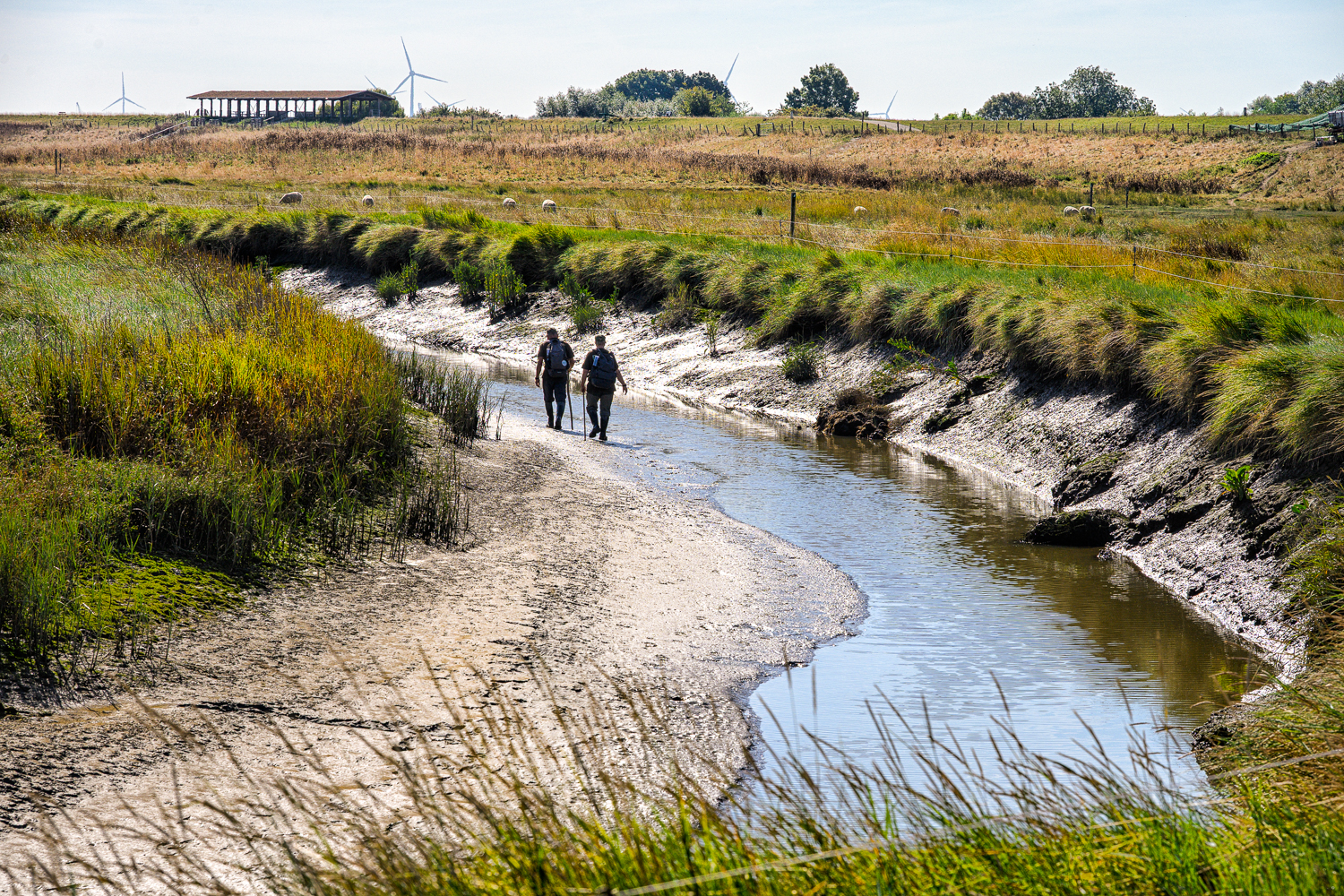 Verdronken Land van Saeftinghe Wandelaars