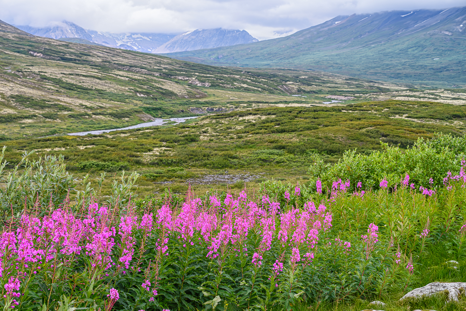 Fireweed voor een arctische toendra landschap