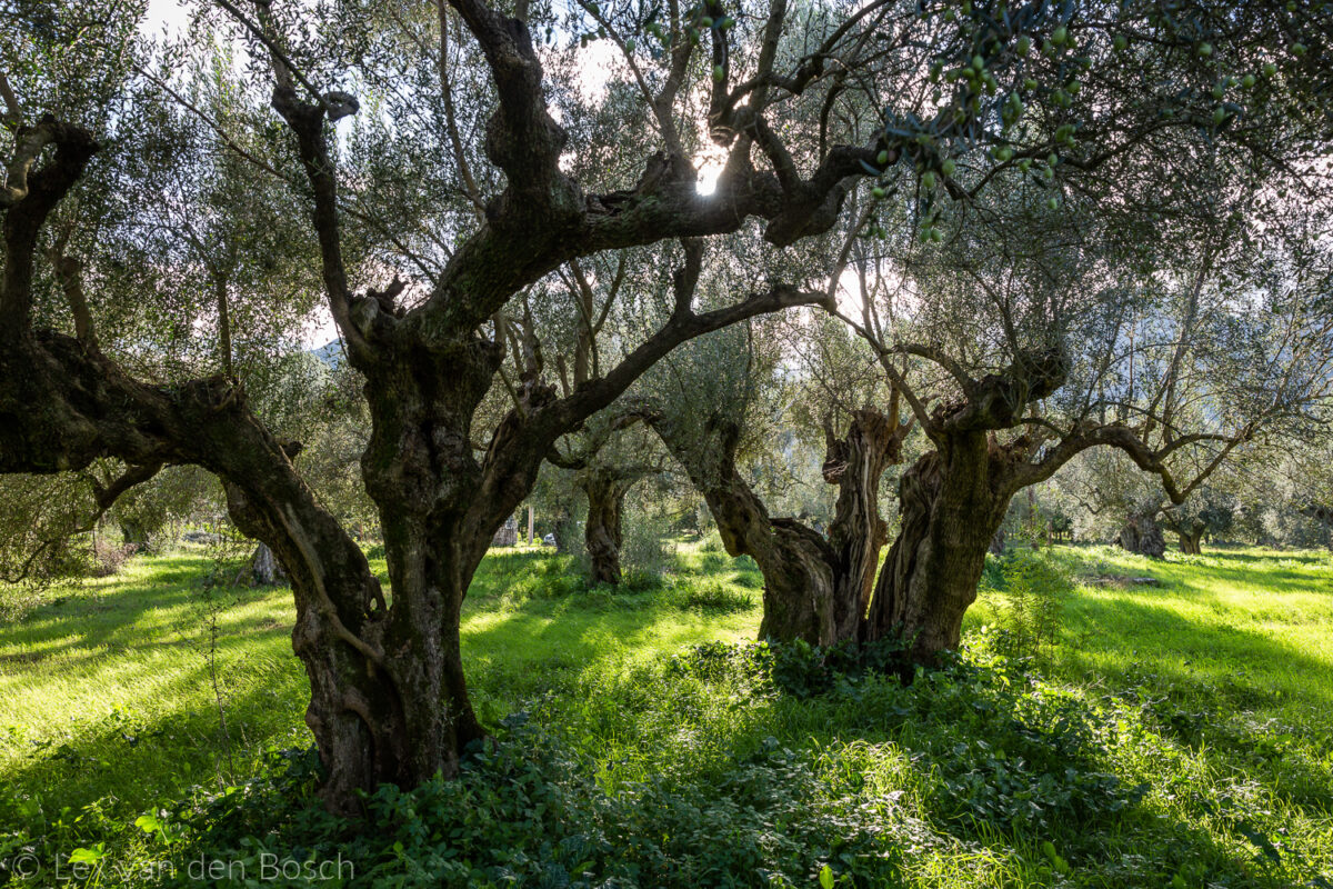 Wandelen tussen de olijbomen tijdens de kookreis Griekenland