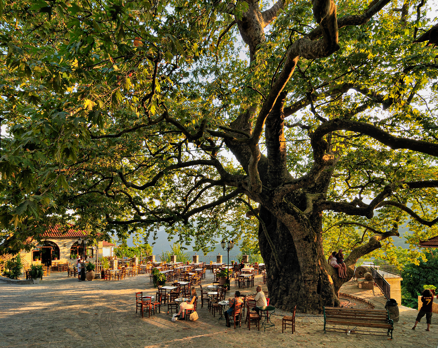 Large tree with outdoor seating area