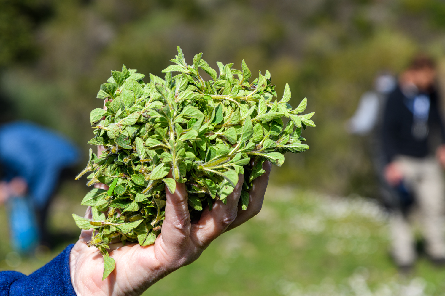 Verse oregano