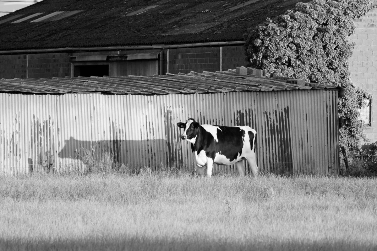Fotoworkshop monochroom op het Vlaamse platteland